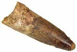 Fossil Spinosaurus Tooth - Real Dinosaur Tooth #350133-1